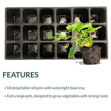 Seed starting tray with seedlings in black pots and soil plugs