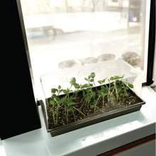 Seed starting tray with watertight base, clear cover and green seedlings