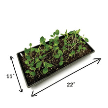 Seed starting tray with soil and sprouting seedlings, black plastic