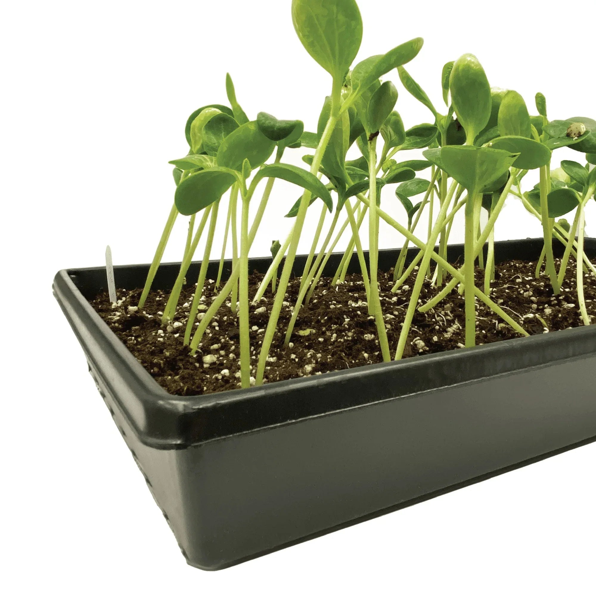 Ferry-Morse Durable Seed Starting Tray with Watertight Base, Reusable Plastic Design