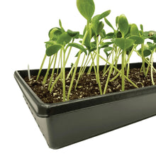 Seed starting tray with watertight base, dark plastic with soil and sprouts