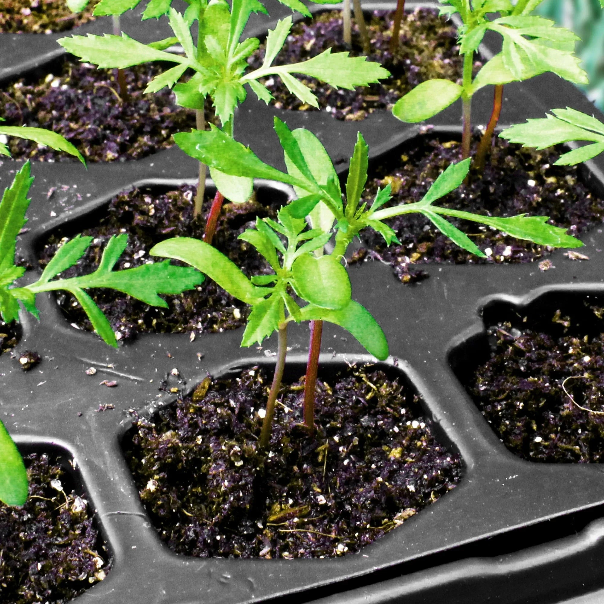 Ferry Morse Pro-Hex Seed Starting Tray 72 Cells - Reusable Plastic Tray