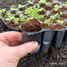 Hand holding a soil plug from a black hex cell seed-starting tray