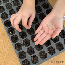 Hands placing seeds into dark soil-filled hex cell tray, top view