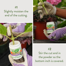 Gloved hands applying rooting powder to a cutting using a small container