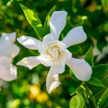 Frost-proof white garden flower with pale yellow center and green leaves