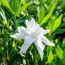 Frost-proof white flower head on green foliage, close-up