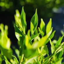 Frost-proof green leaf buds on a garden shrub, close-up