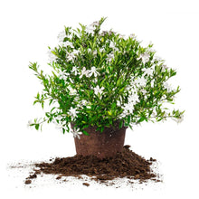 Frost-proof potted garden shrub with white blossoms and green leaves, soil base