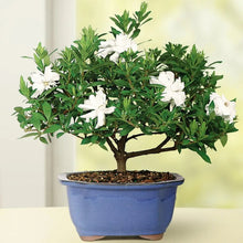 Small bonsai tree in blue pot with glossy green leaves and white blossoms