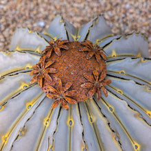Close-up torch sculpture head with rust rosette blooms over ribbed white-and-gold metal