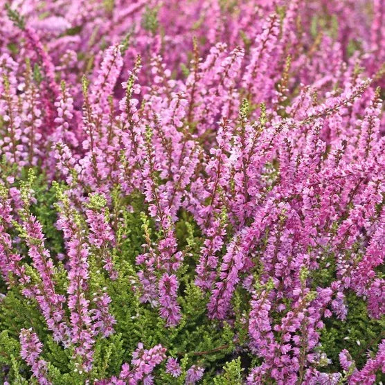 Heather Mediterranean, 3-pack
