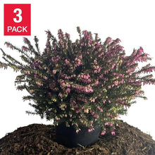 Heather Mediterranean, 3-pack