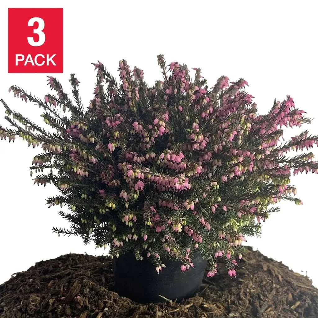Heather Mediterranean, 3-pack