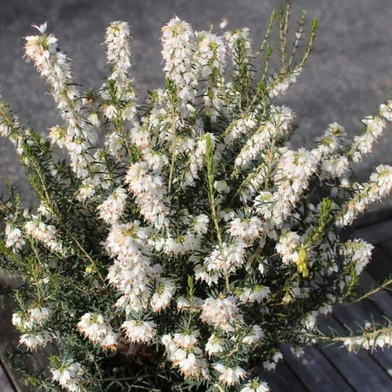 Heather Mediterranean, 3-pack