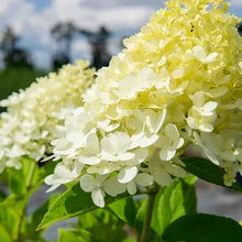 Hydrangea shrub bloom cluster with pale cream-to-lime petals
