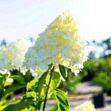 Hydrangea shrub bloom cluster with yellow-green and white petals