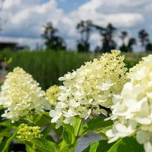 Hydrangea shrub with white flowers and green leaves in garden bed