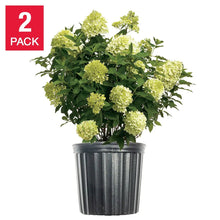 Hydrangea shrub in black planter, clusters of lime-green blooms