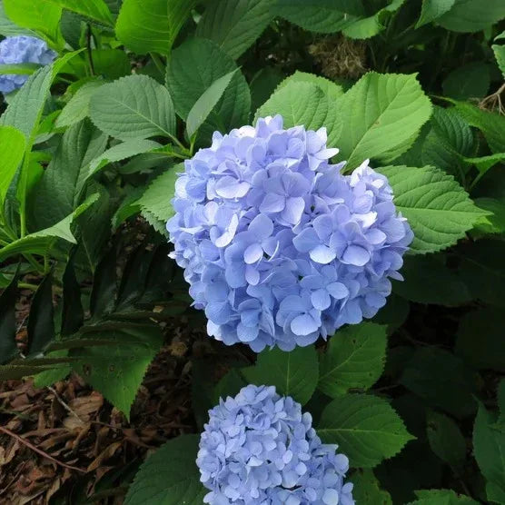 Hydrangea Shrubs 3 Gallon, 2-pack