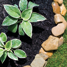 Landscape bed mulch with dark shredded material around green hosta leaves and stones