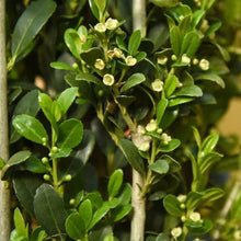 Sky pencil holly plant close-up with dense dark-green leaves and pale flower buds