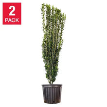 2-pack sky pencil holly plants in black grow pot