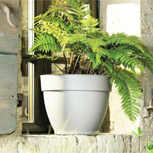 Cream plastic planter holding green fern plants with tapered silhouette