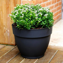 Black plastic planter holding a bushy green plant