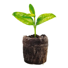 Plantable peat pellet with small green seedling in biodegradable net sleeve