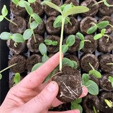Hand holding peat starter pellet with sprouts, brown pressed soil plug