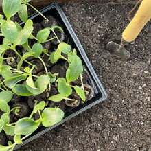 Seedling tray with multiple peat pellets and small green seedlings