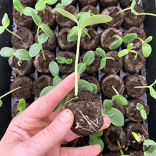 Hand holding a peat pellet with small seedling sprouts growing from it