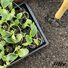 Young seedlings in a black plastic seed starter tray filled with dark soil and peat pellets