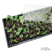 Seed starter tray with young green seedlings under a clear plastic humidity dome