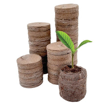 Stack of peat pellets with one pellet holding a young green sprout