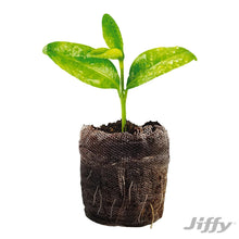 Single peat pellet pot with a small green seedling in dark growing material