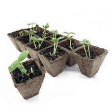 Seedlings growing in biodegradable peat planting cells