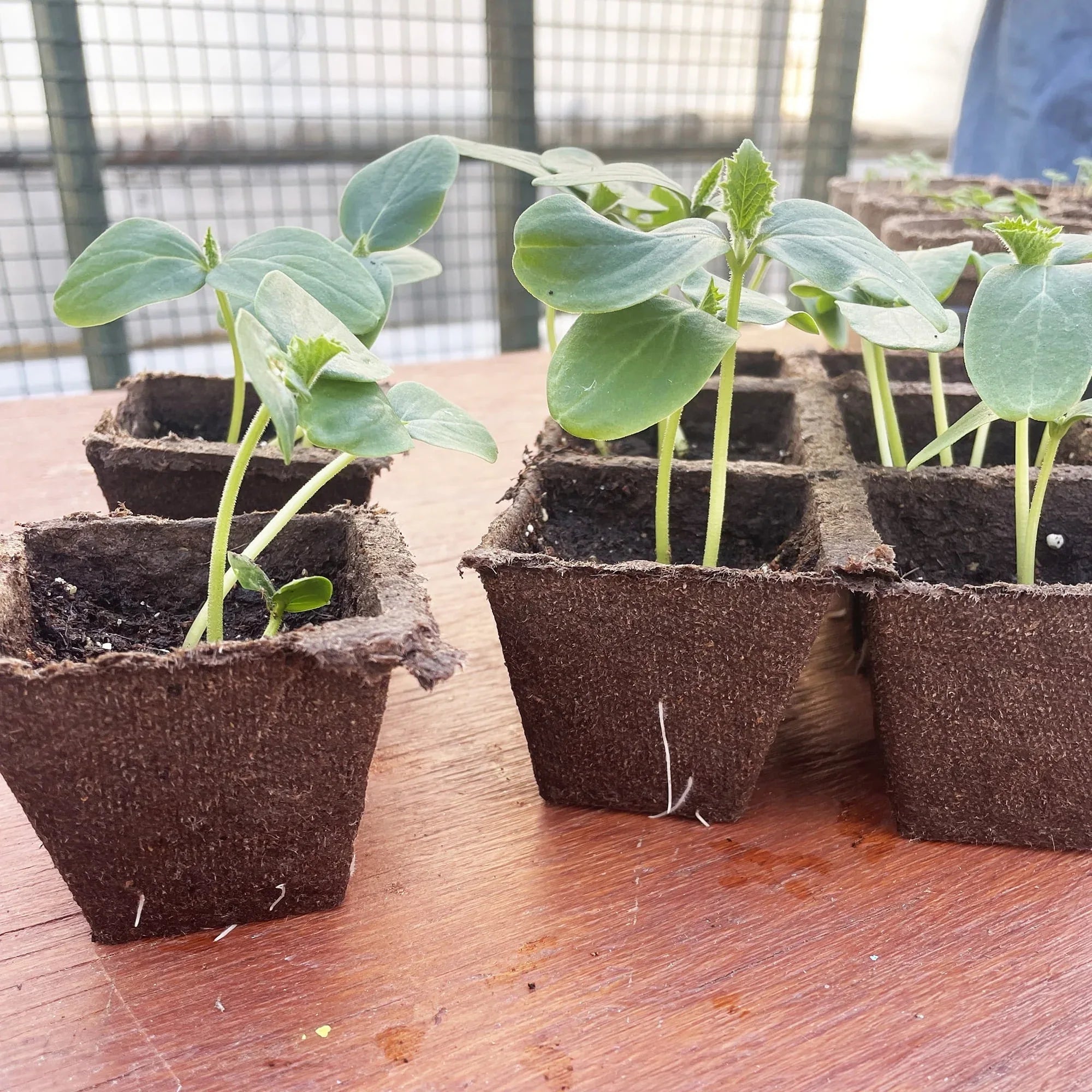 Jiffy-Strips Biodegradable Seed Starting Peat Strip (50 Pots), Has Drainage