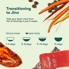 Feeding transition chart to Jinx with bowls and carrot, kibble, and sweet potato graphics