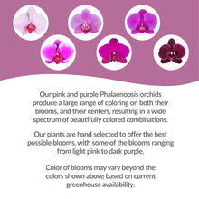 Orchid bloom color guide for pink and purple Phalaenopsis orchids