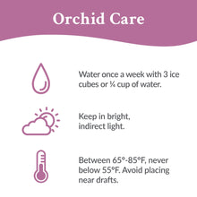 Orchid care instructions: water weekly, bright indirect light, avoid drafts