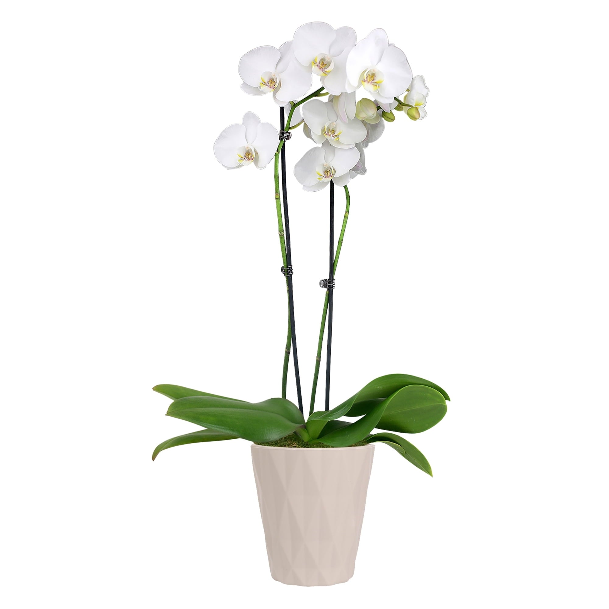 Just Add Ice Live Plant 16-30" Tall Premium Orchid in 5" Decorative Clay Pot