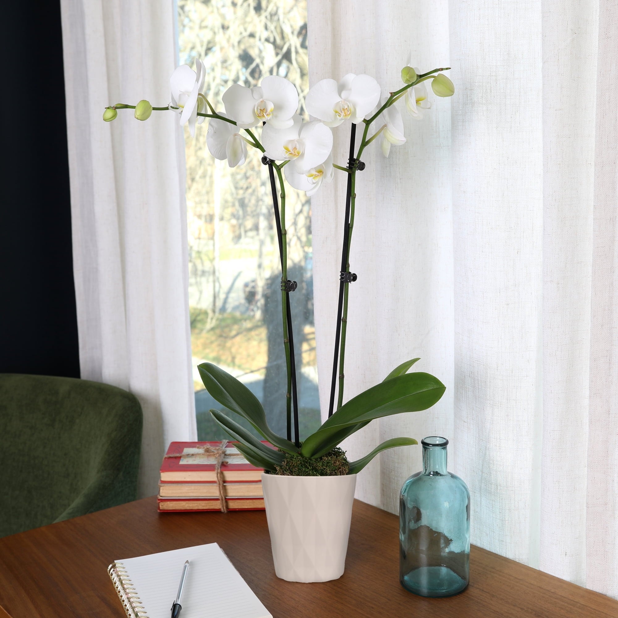 Just Add Ice Live Plant 16-30" Tall Premium Orchid in 5" Decorative Clay Pot