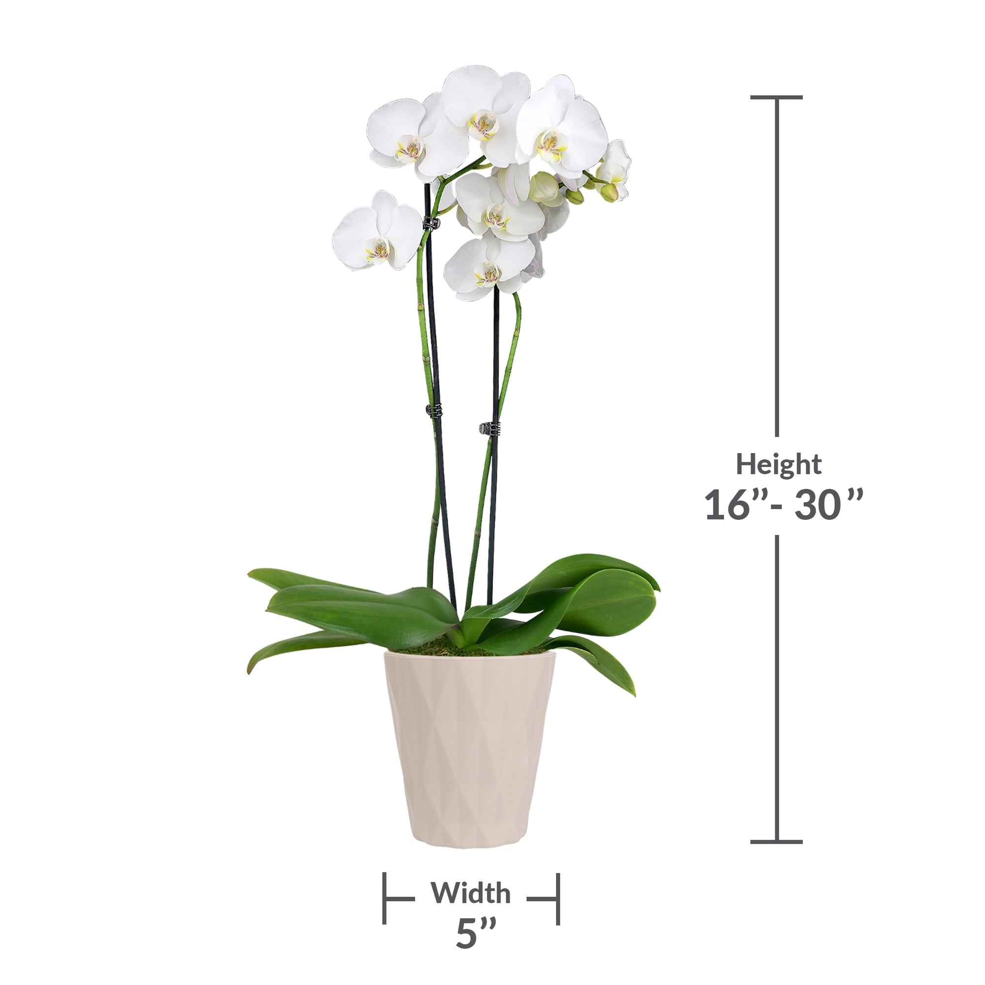 Just Add Ice Live Plant 16-30" Tall Premium Orchid in 5" Decorative Clay Pot