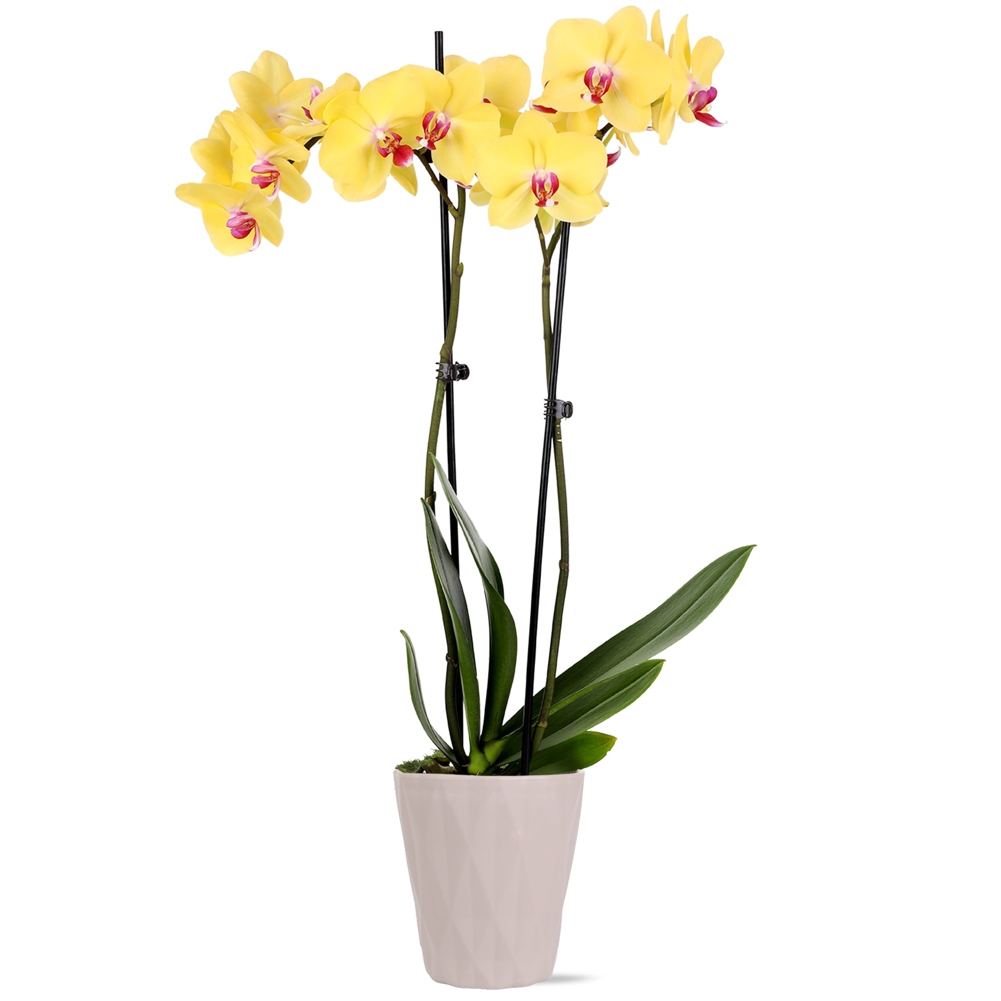 Just Add Ice Live Plant 16-30" Tall Premium Orchid in 5" Decorative Clay Pot