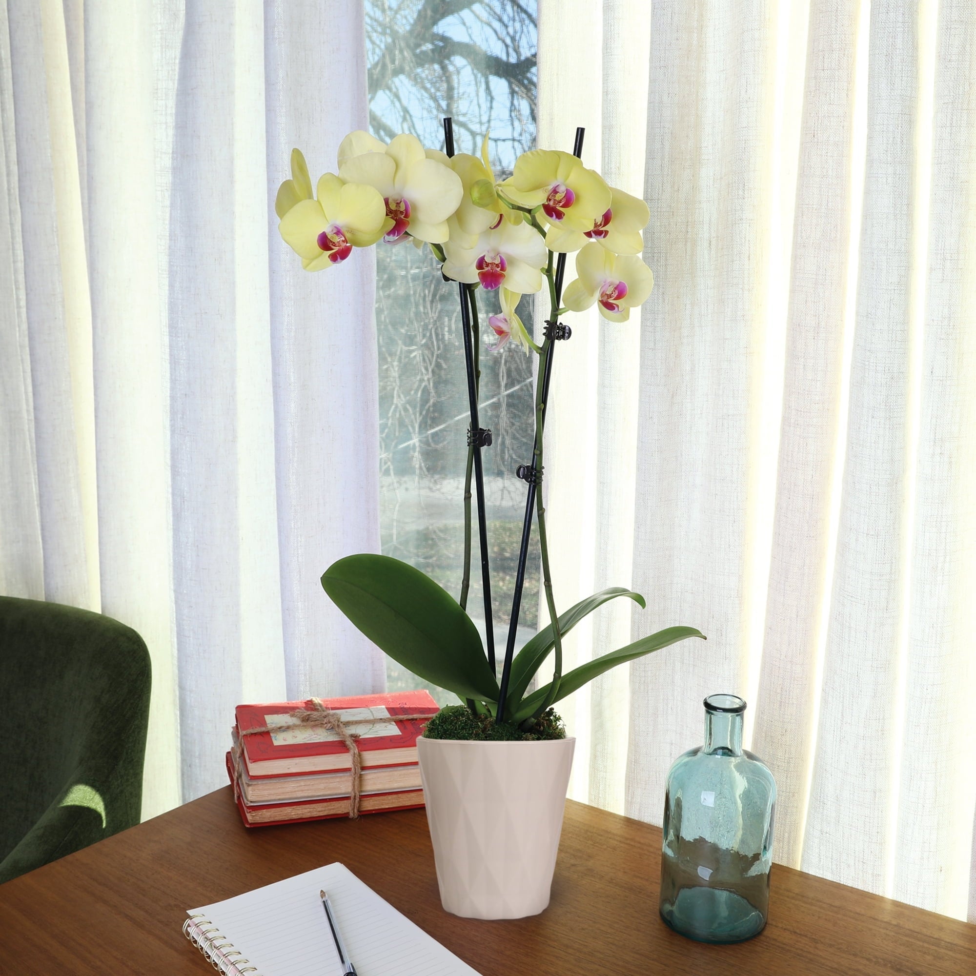 Just Add Ice Live Plant 16-30" Tall Premium Orchid in 5" Decorative Clay Pot