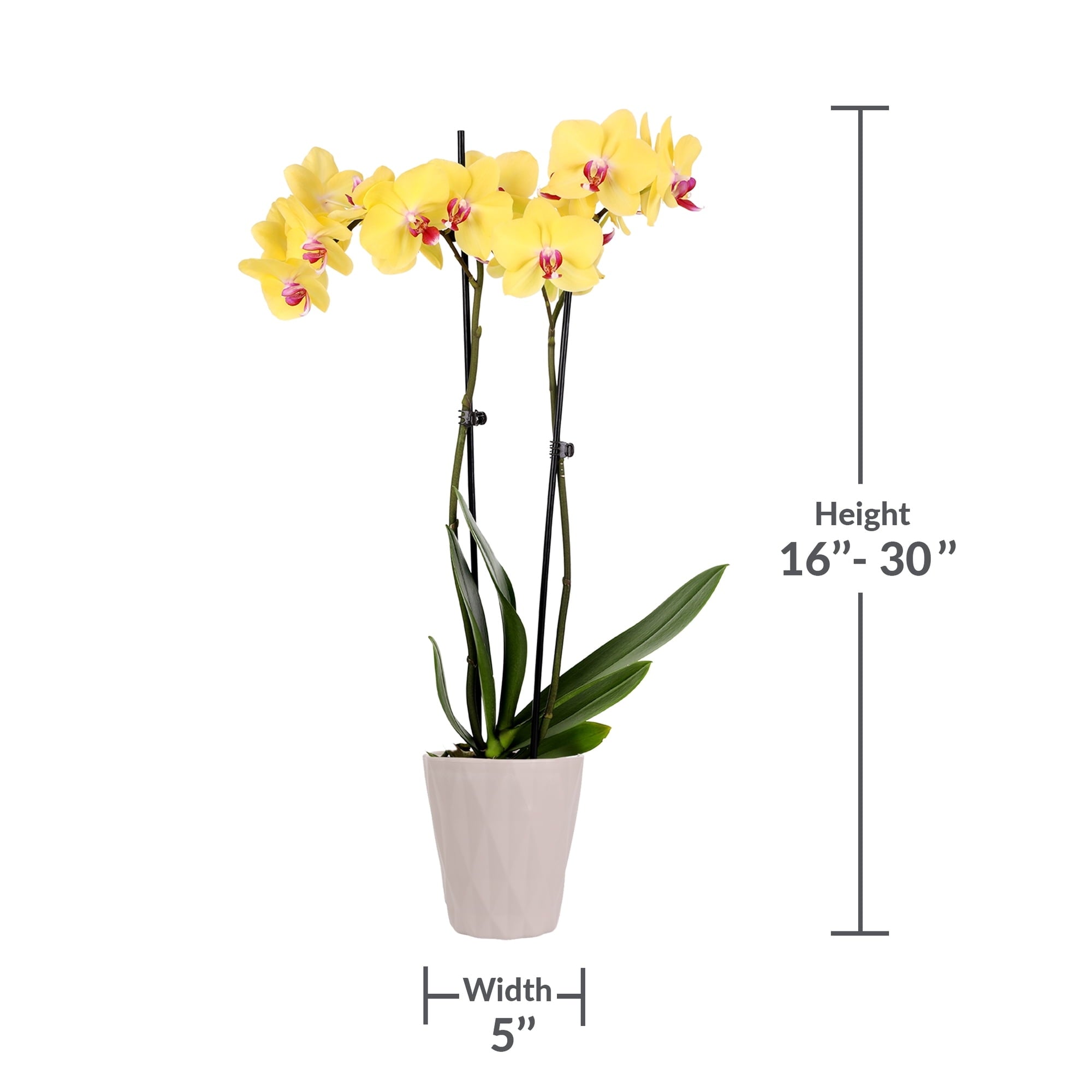 Just Add Ice Live Plant 16-30" Tall Premium Orchid in 5" Decorative Clay Pot
