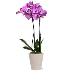 Just Add Ice Live Plant 16-30" Tall Premium Orchid in 5" Decorative Clay Pot