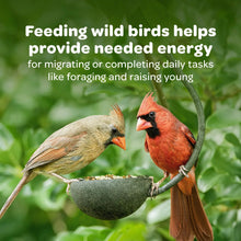 Cardinal and small songbird on a seed feeder